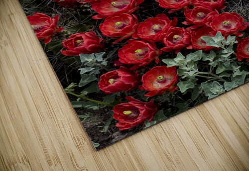 Claret Cup Trey Neal  Natures Wildscapes puzzle