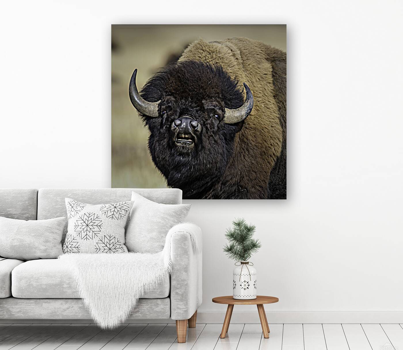 Bison Bull Reproduction