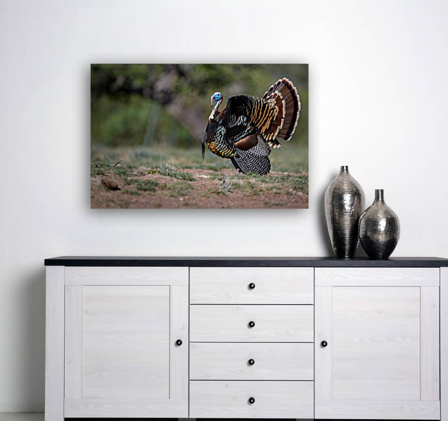 Turkey Time Reproduction