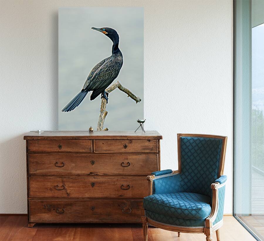 Cormorant Reproduction