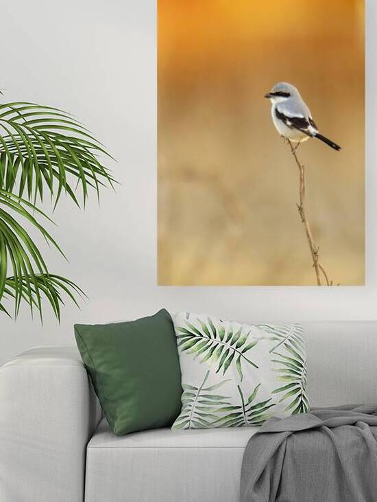Loggerhead Shrike by Trey Neal  Natures Wildscapes