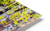 Aspen Trees HD Metal print