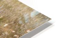 Bugling HD Metal print