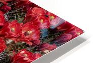 Claret Cup HD Metal print