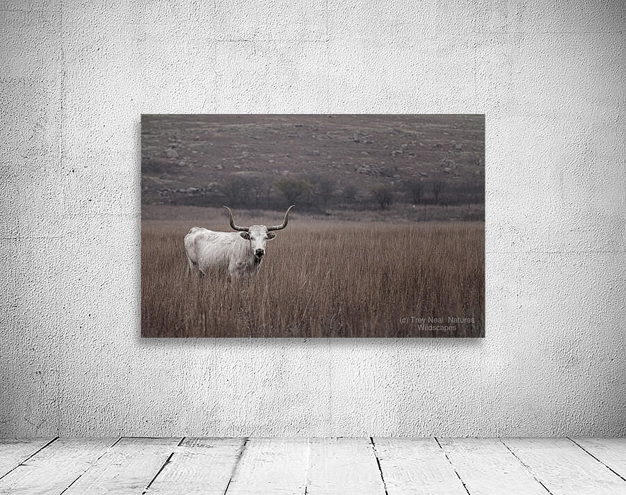 Longhorn Wall Preview