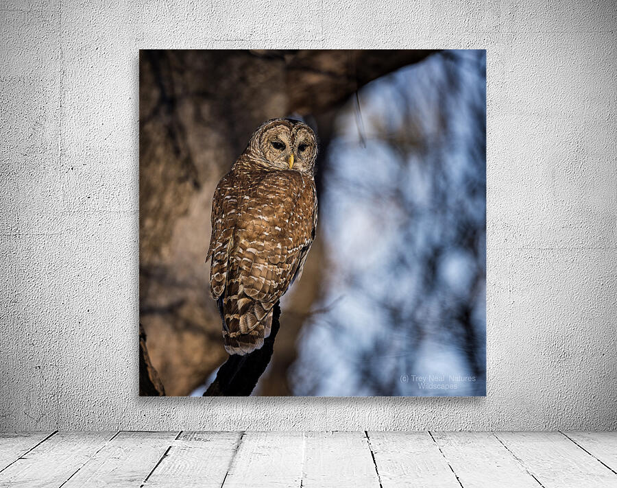 Barred Owl Wall Preview