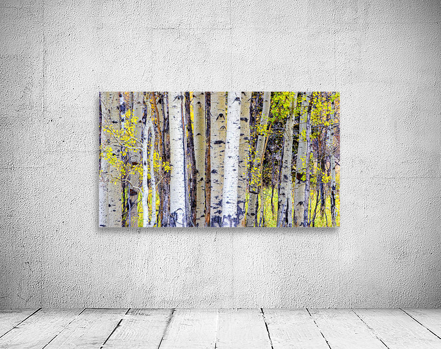 Aspen Trees Wall Preview
