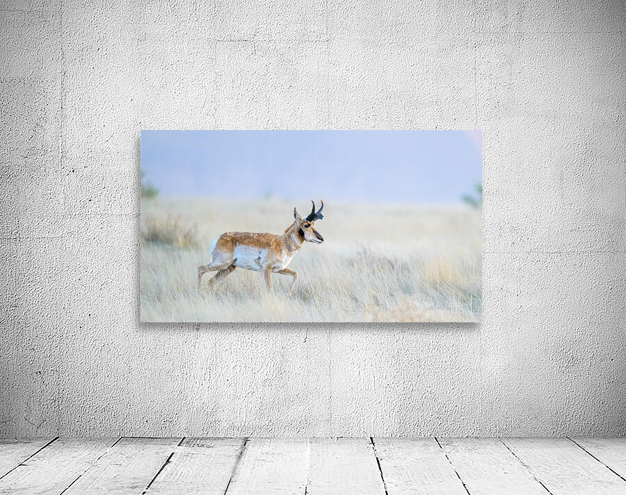 Pronghorn Wall Preview