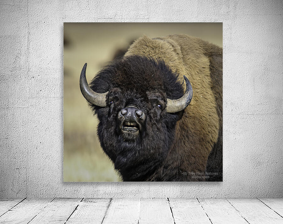 Bison Bull Wall Preview
