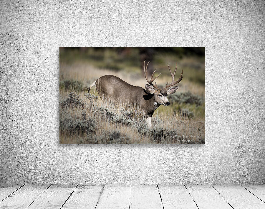 Big Muley Wall Preview
