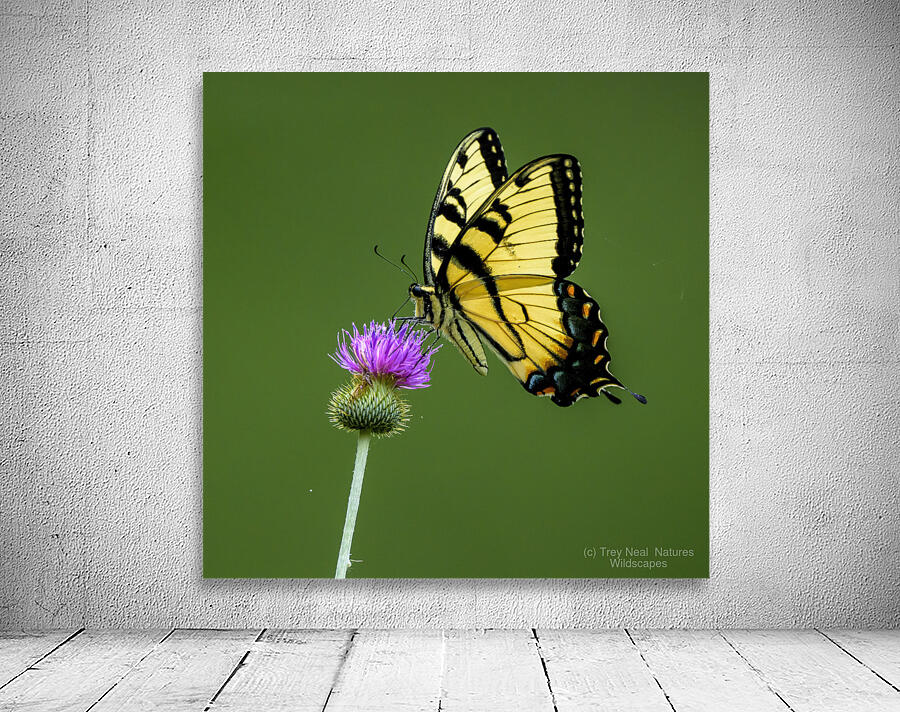 Eastern Tiger Swallowtail Wall Preview