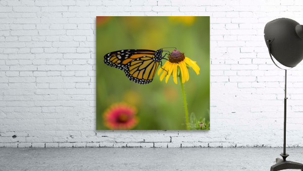 Monarch Butterfly Wall Preview