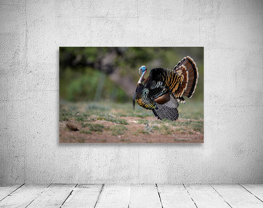 Turkey Time Wall Preview