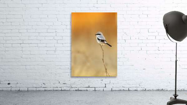 Loggerhead Shrike Wall Preview
