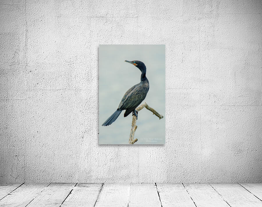 Cormorant Wall Preview