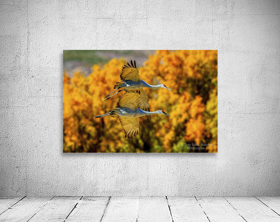 Sandhill Cranes Wall Preview