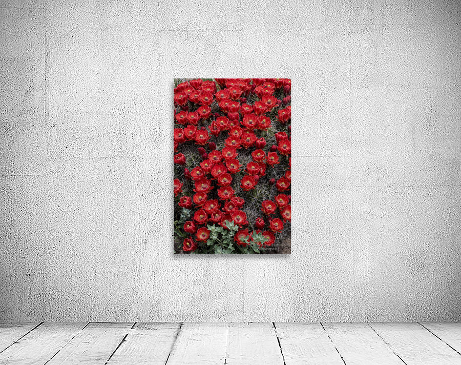 Claret Cup Wall Preview