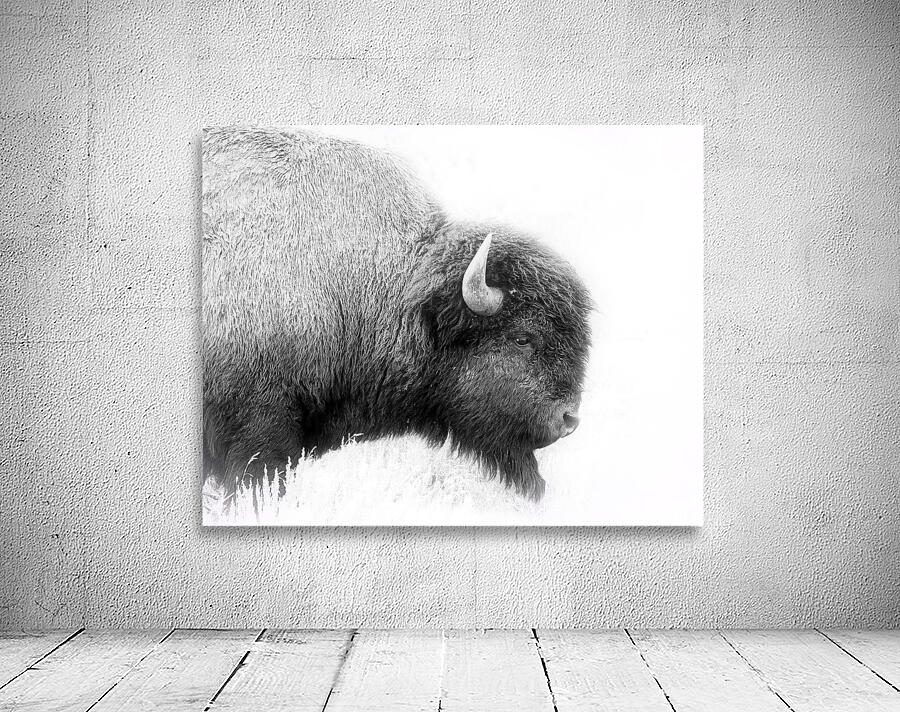 Bison Wall Preview