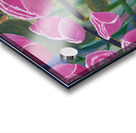 Lush Pinks Acrylic print