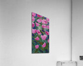 Lush Pinks Acrylic Print