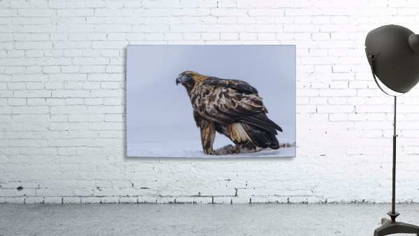 Golden Eagle Wall Preview