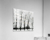 Bloodlines Acrylic Print
