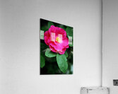 The Forever Flower Acrylic Print