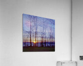 Bloodlines in Colour Acrylic Print