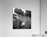 Silent Sentinel Acrylic Print