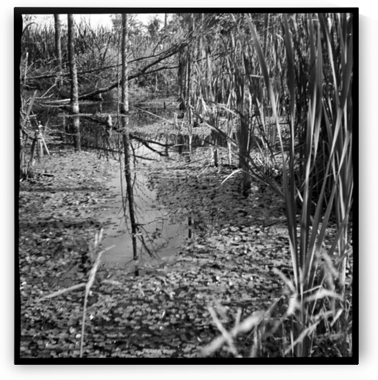Mirror Swamp by soulardphotography