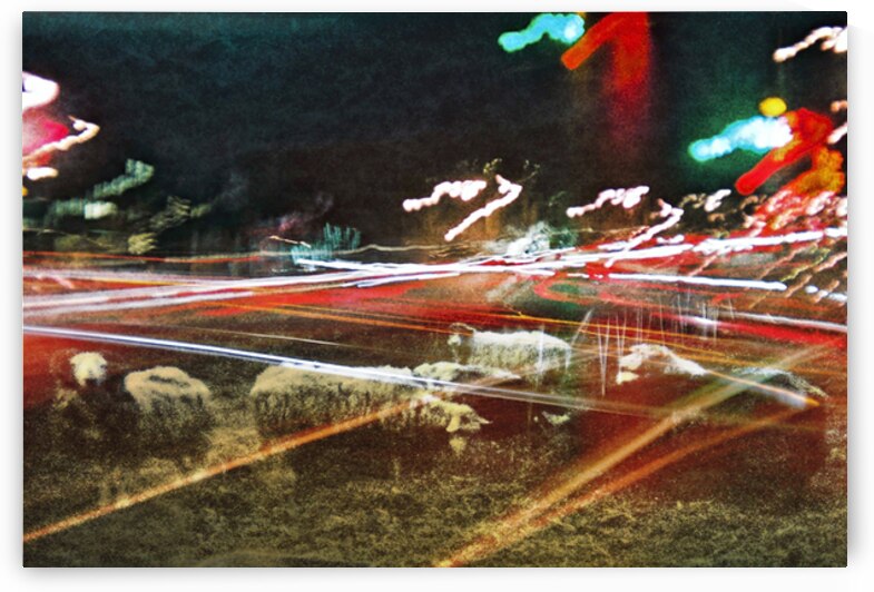 Traffic Lamb by soulardphotography