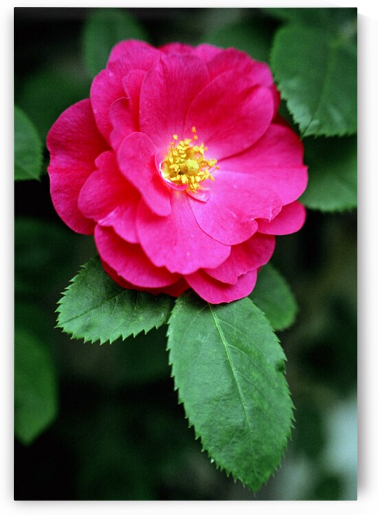 The Forever Flower by soulardphotography