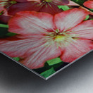 Clematis Metal print