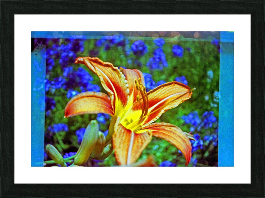 Lily explosion Picture Frame print