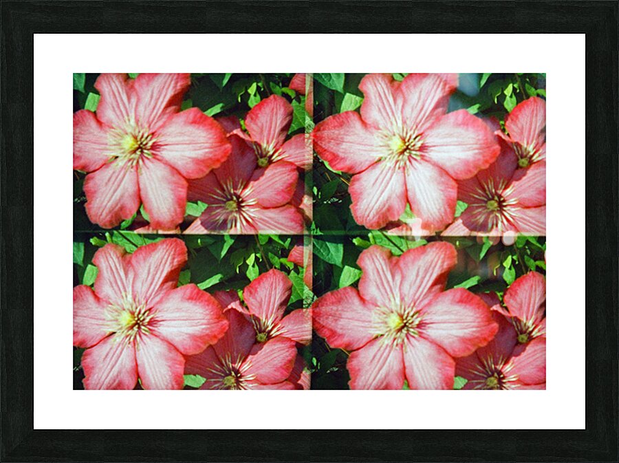 Clematis Picture Frame print