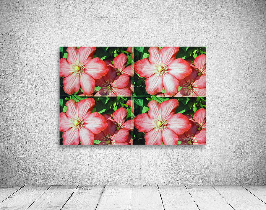 Clematis Wall Preview