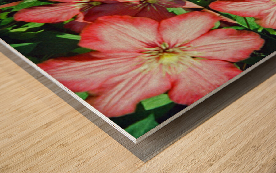 Clematis Wood print