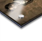 Regal Poise Acrylic print