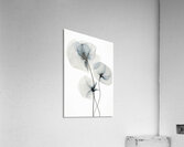 Whispers of Silk Acrylic Print