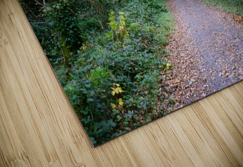 The Forest Path SJBright puzzle