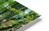 The Forest Path HD Metal print
