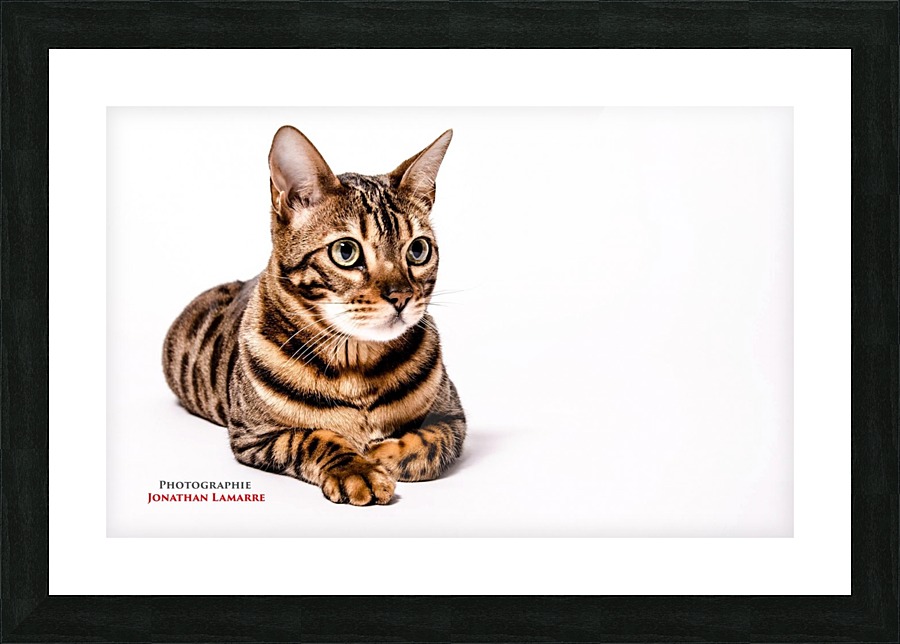 Cat life Picture Frame print