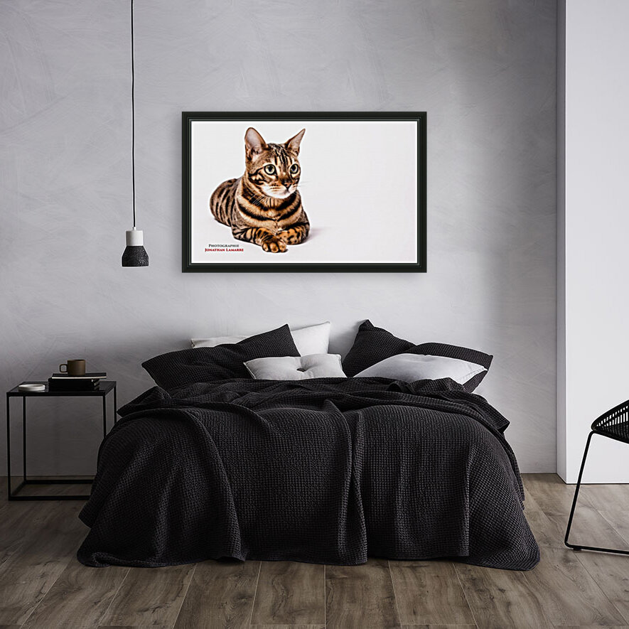 Cat life Reproduction