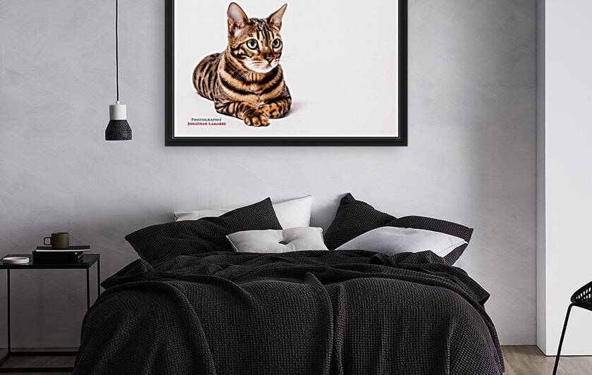 Cat life Reproduction