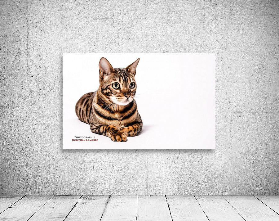 Cat life Wall Preview