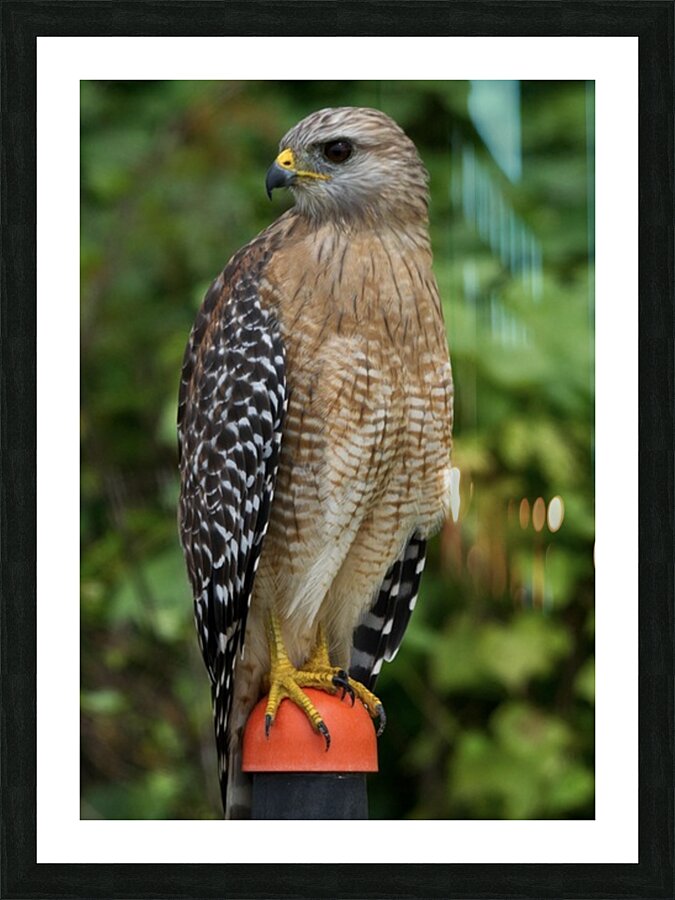 Red Shouldered Hawk  Picture Frame print