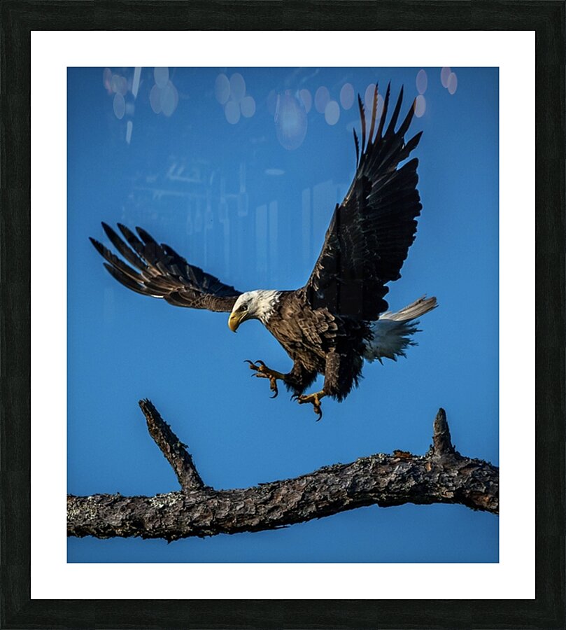 Bald Eagle  Picture Frame print