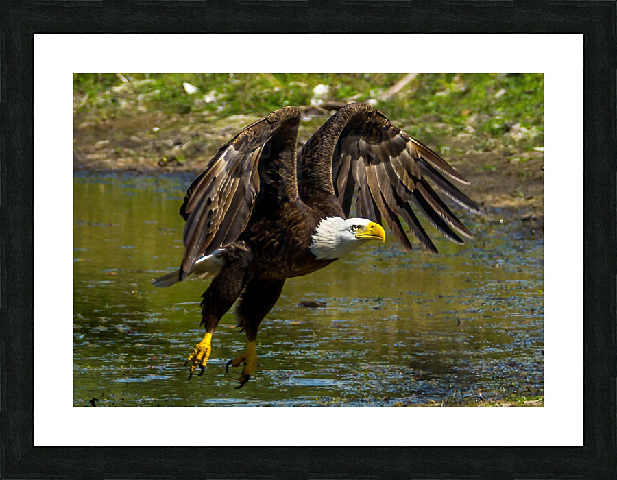 Bald Eagle Picture Frame print