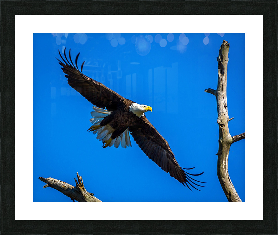 Bald Eagle Picture Frame print