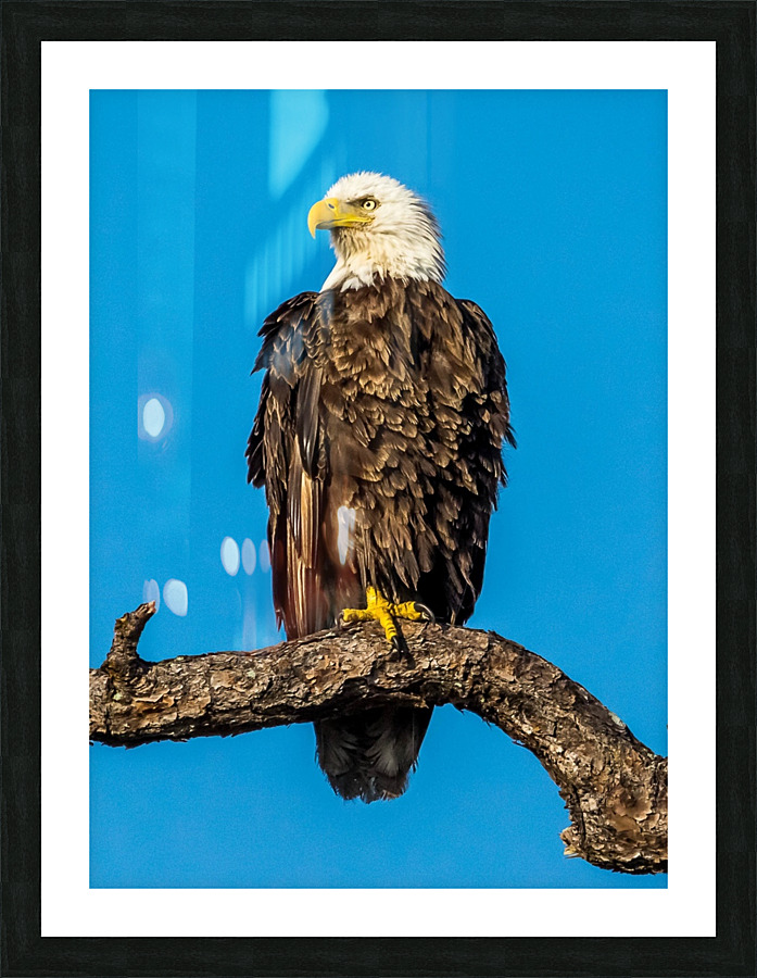 Bald Eagle Picture Frame print